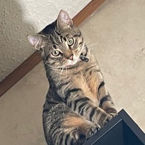 Meet your Posher, Sam